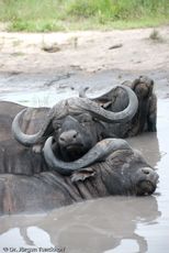 Afrikanischer Büffel (78 von 102).jpg